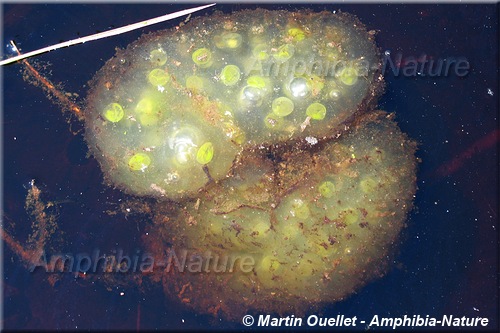 Ambystoma maculatum - Salamandre maculée