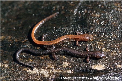 Eastern Red-backed Salamander - red backed and lead backed