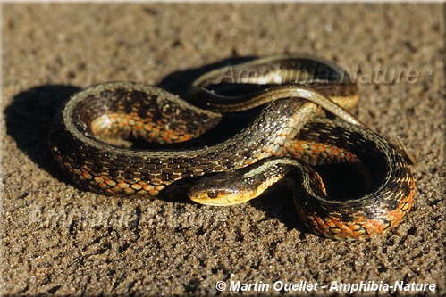 Thamnophis sirtalis - Couleuvre rayée