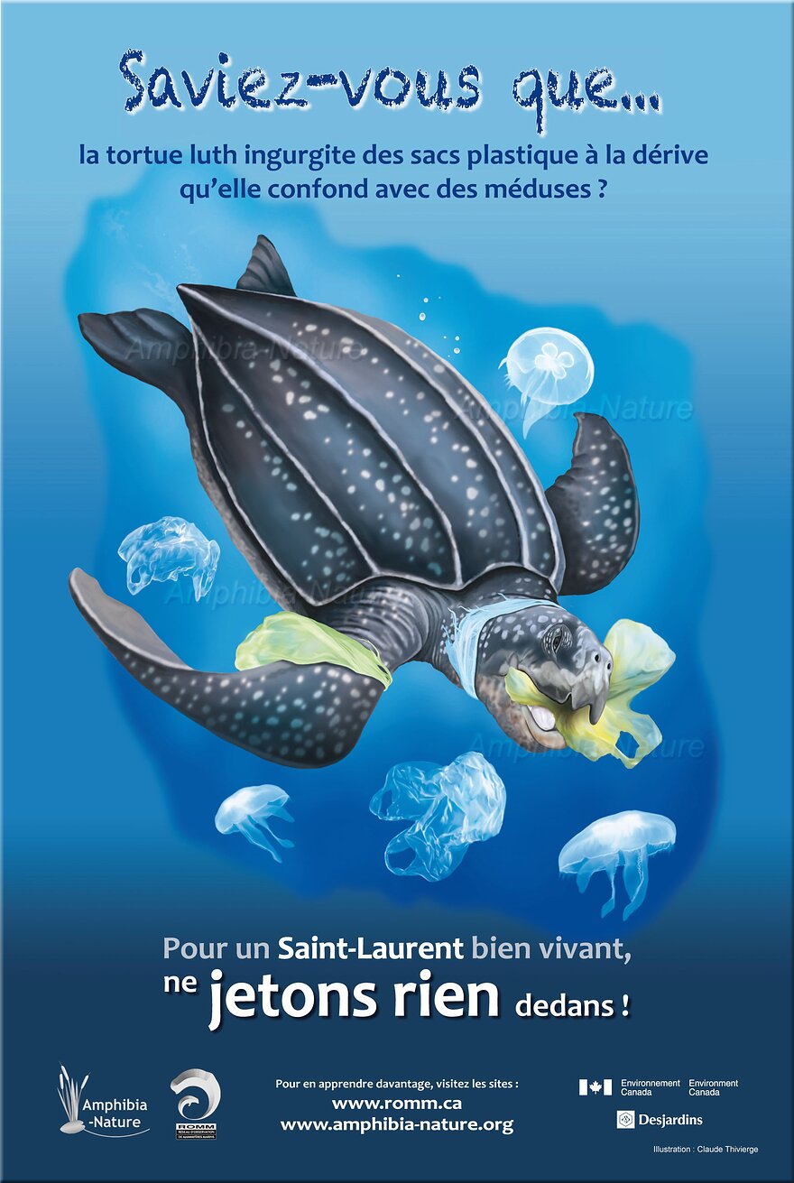 affiche du projet Saint-Laurant vivant - tortue luth