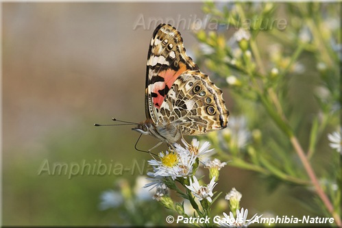 Belle dame (Painted Lady