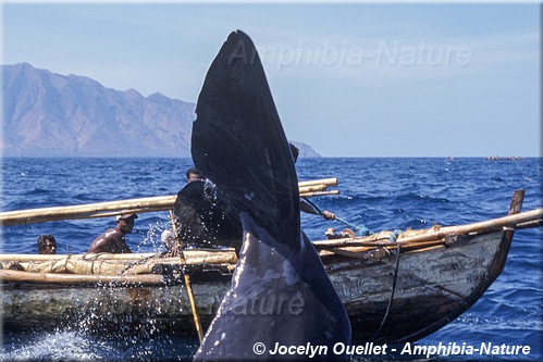 chasse à la baleine - queue de cachalot