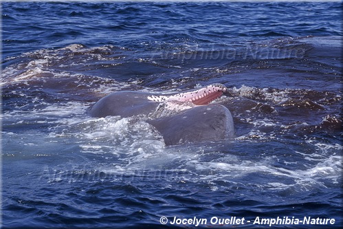chasse à la baleine - cachalot à la surface