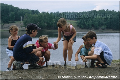 Des enfants examinant des amphibiens sur le bord d'une rivière