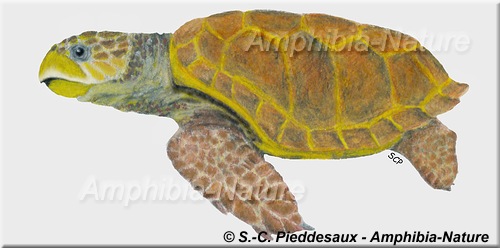 dessin tortue caouanne