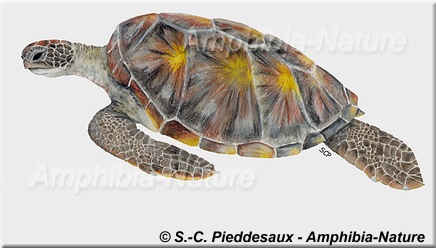 dessin tortue verte