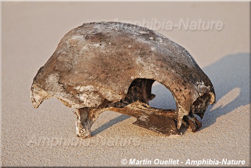 crâne de tortue luth