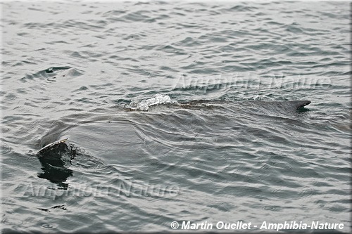 tortue luth mangeant une méduse