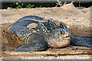 tortue luth pondant sur la plage