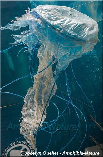 montage en forme de méduse