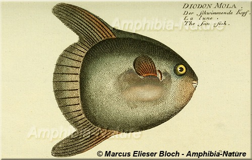 Diodon mola - Der Schwimmende Kopf - La Lune - The Sun-Fish