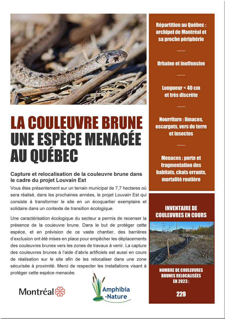 couleuvre brune - une espèce menacée au Québec
