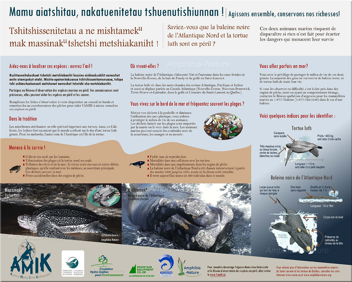 affiche de sensibilisation aux espèces en péril - tortue luth et baleine noire