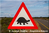 hippopotames dans le Serengeti