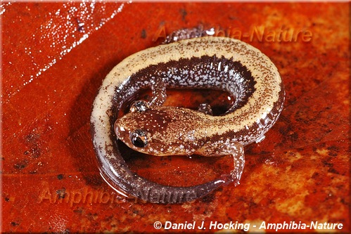 Eastern Red-backed Salamander - coloration 10