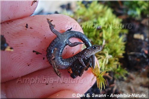 Eastern Red-backed Salamander - coloration 22