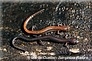 coloration de salamandres cendrées