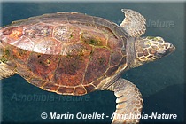 tortue caouanne
