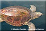 tortue caouanne