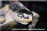 tortue de Kemp