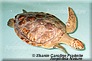 tortue verte