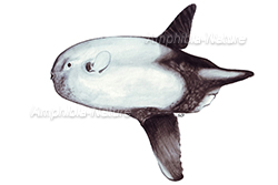 poisson-lune lancéolé - sharptail mola