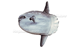 poisson-lune - ocean sunfish 