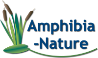 Logo Amphibia-Nature