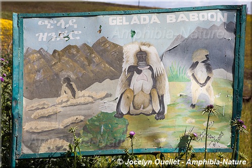 panneau 12 - gelada baboon