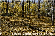 forêt de feuillus