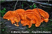 champignon - polypore soufré