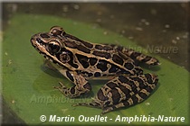 grenouille des marais sur un nénuphar