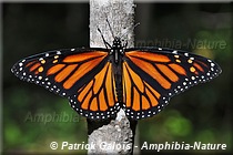 papillon monarque