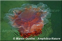 crinière de lion ou méduse rouge de l'Arctique