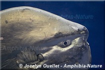 gros plan sur un poisson-lune