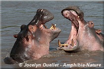 combat d'hippopotames