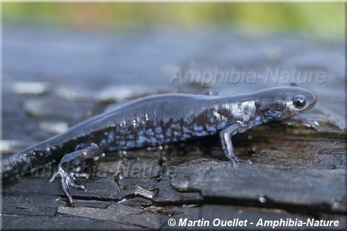 Ambystoma laterale - Salamandre à points bleus
