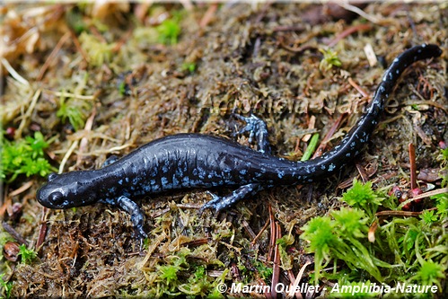 Ambystoma laterale - Salamandre à points bleus