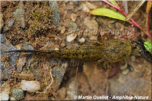 Ambystoma laterale - Salamandre à points bleus