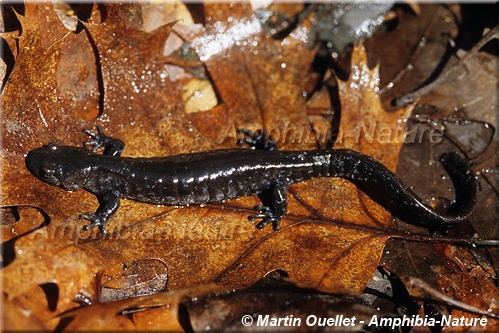 Ambystoma laterale-jeffersonianum - Complexe de la salamandre de Jefferson