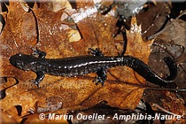 Ambystoma laterale-jeffersonianum - Complexe de la salamandre de Jefferson