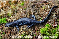 Ambystoma laterale - Salamandre à points bleus