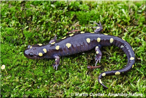 Ambystoma maculatum - Salamandre maculée