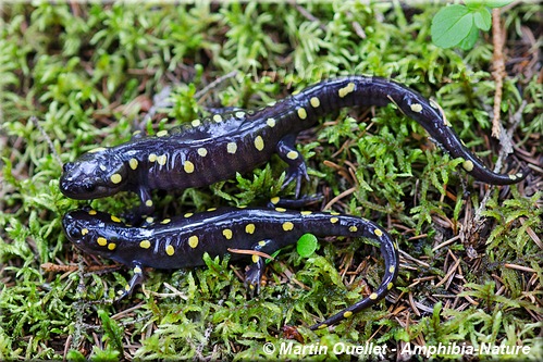 Ambystoma maculatum - Salamandre maculée