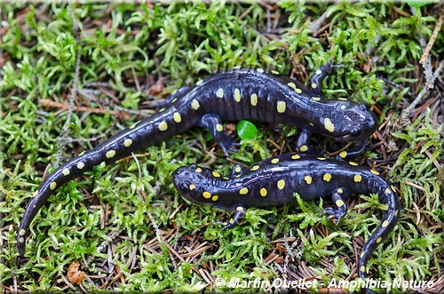 Ambystoma maculatum - Salamandre maculée