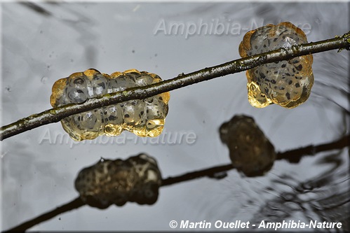 Ambystoma maculatum - Salamandre maculée