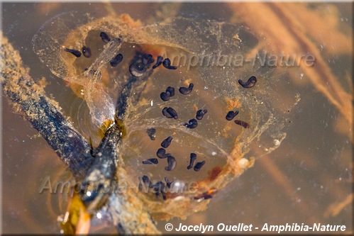 Ambystoma maculatum - Salamandre maculée