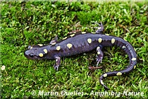 Ambystoma maculatum - Salamandre maculée