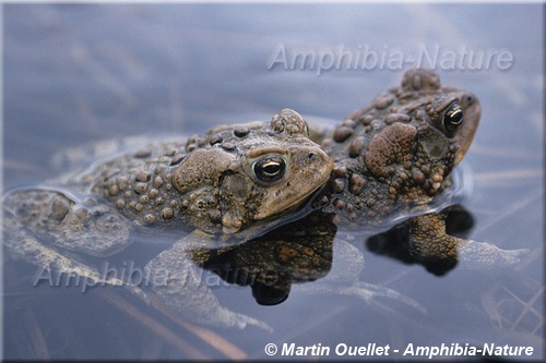 Anaxyrus americanus americanus - Crapaud d'Amérique de l'Est