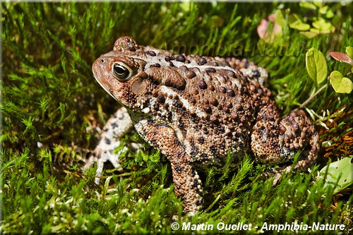 Anaxyrus americanus americanus - Crapaud d'Amérique de l'Est